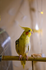 Cockatiel parrots.Funny parrots.Cockatiel pets.Bird with a crest.Cute animal.Funny bird.Cockatiel.Parrots are playing.
Caring for pets.Birds.Animals.Cute cockatiel.Home pet parrot.The best birds.

