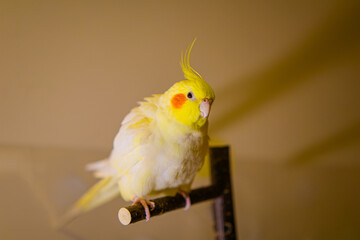 Cockatiel parrots.Funny parrots.Cockatiel pets.Bird with a crest.Cute animal.Funny bird.Cockatiel.Parrots are playing.
Caring for pets.Birds.Animals.Cute cockatiel.Home pet parrot.The best birds.
