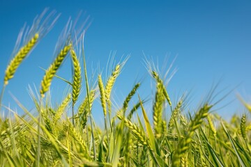 Obraz premium A close-up of green wheat swaying in the wind against a clear blue sky