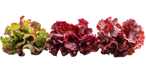 Fresh red   green lettuce isolated transparent background