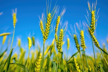 Obraz premium A close-up of green wheat swaying in the wind against a clear blue sky