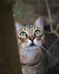 Portrait of a green-eyed cat in nature