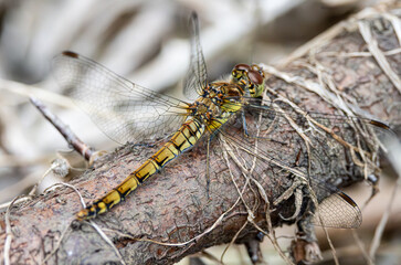 Female common darter dragonfly. Macro resting on a branch.