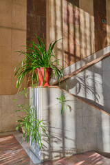 Indoor potted plant Chlorophytum comosum or spider plant in public and home interior