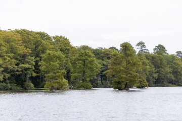 Greenfield Lake in Greenfield Park, Wilmington, showcasing cypress trees growing in the water, surrounded by dense forest and calm waters on an overcast day.