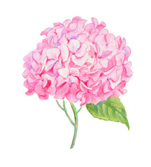 Pink hydrangea, watercolor hand painted illustration , flower, hydrangeas, watercolor, floral illustration, blossom, bloom	
