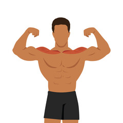Fototapeta premium Young muscular man flexing his biceps with shoulder muscle focus. Flat vector illustration isolated on white background