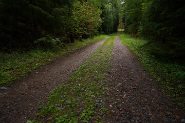 Fototapeta premium Gravel path winding through a green forest