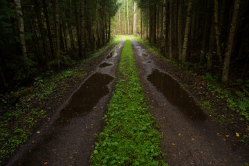 Wet forest path surrounded by tall trees