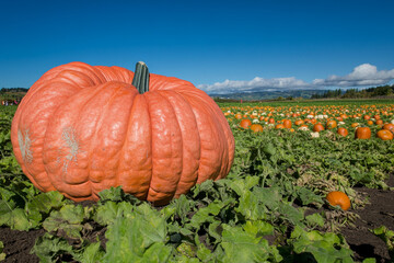Obraz premium A single, massive pumpkin dominating the foreground of a lush pumpkin patch, with smaller pumpkins scattered around it, under a clear blue sky
