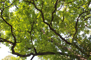 green leaves and sun, branches with green leaves on the background of the blue sky