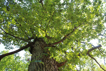 oak tree with green leaves in the forest