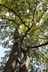 Fototapeta premium two large oak trees with green leaves