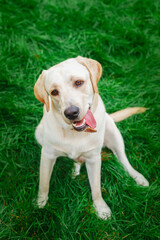 dog labrador retriever fawn color in nature..