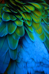 Fototapeta premium Federkleid eines Papagei Closeup of the blue yellow feathers of tropical Macaw parrot