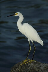 Ein Snowy Silberreiher (Egretta unaufger) ein kleiner weißer Reiher an einem Strand in Florida, USA Vogel