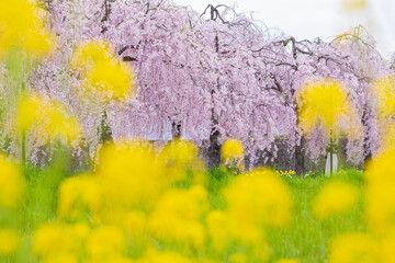 日本の風景・春　福島県喜多方市　日中線しだれ桜並木