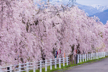 日本の風景・春　福島県喜多方市　日中線しだれ桜並木