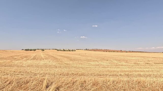 Travelling from a car of a vast harvested field under a clear blue sky with sparse clouds, highlighting rural agriculture and serene landscapes