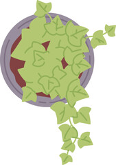 Home greenery top view. Plant in pot. Urban jungle