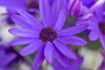 Pericallis hybrida, cineraria,common ragwort,senetti