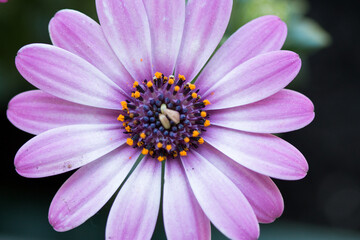 Close up of an African daisy osteospermum