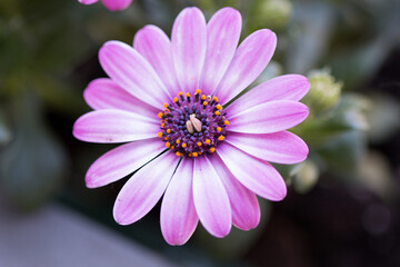 Close up of an African daisy osteospermum