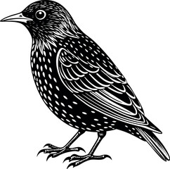 Common Starling bird with white background