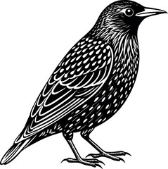 Common Starling bird with white background