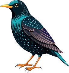 Common Starling bird with white background