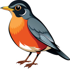 American Robin bird isolated on white background