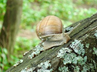 Snail close up