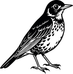 American Robin bird isolated on white background