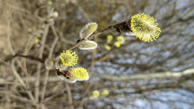 Close-up view of blooming pussy willow branch in early spring park or forest. Small yellow female catkin flowers. Soft focus. Vertical video. Springtime theme.