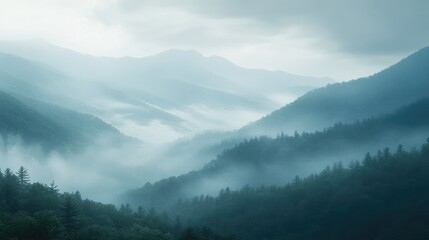 A foggy morning in a mountain forest with misty mountains rising above the tree line.