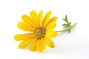 yellow daisy flower isolated on white background