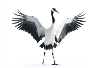 A white and black crane with its wings outstretched