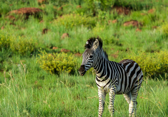 Young zebra in African bush