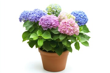 Fototapeta premium Multicolored Hydrangea Blooms in a Clay Pot