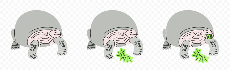 Galapagos giant tortoise and turtle, graphic design. Elephant turtle, animal and reptiles, vector design and illustration