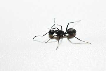 Large black ant on white background, side view.