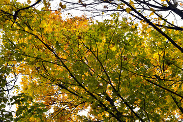 A textured image created by photographing yellow leaves on the branches of tall trees.