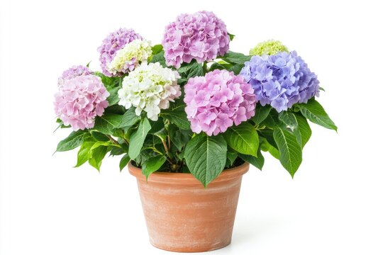 Potted Hydrangea Plant with Multicolored Blooms