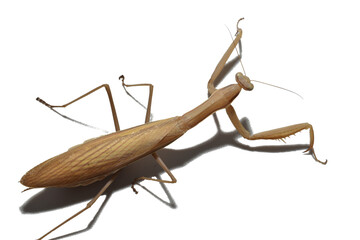 Close-up of a brown praying mantis standing on its paws.