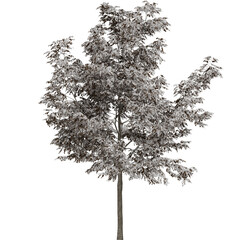 Beautiful Lush Trees In Various Seasons