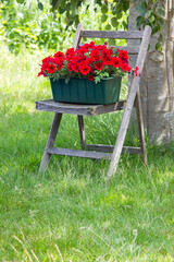 red petunia flowers in the garden