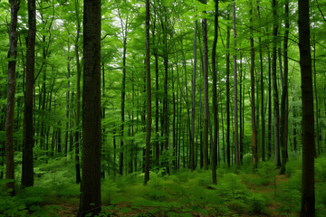 Lush green forest with tall trees and dense foliage