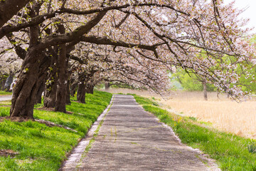 日本さくら名所100選　岩手県北上市　北上展勝地の桜