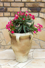 oleander flowers in a clay amphora