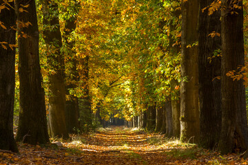 Obraz premium autumn forest in national park De hoge Veluwe in the Netherlands